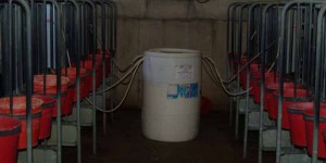 acidified milk barrel