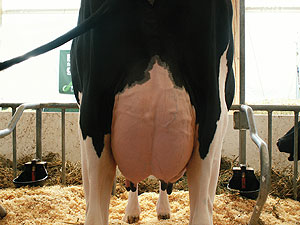 clean clipped udder