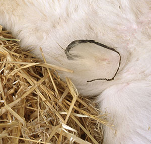 Preventing navel infections in newborn calves