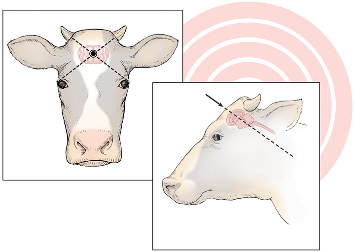 Appropriate location for captive bolt or gunshot in cattle. Reprinted with permission: J.K. Shearer and A. Ramirez, College of Veterinary Medicine, Iowa State University www.vetmed.iastate.edu/HumaneEuthanasia (2013)